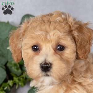 Bonnie, Bich-Poo Puppy